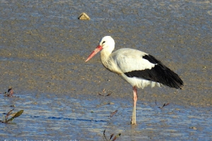 Cigüeña blanca, Ciconia ciconia. White stork.